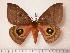 ( - BC-Her0128)  @14 [ ] Copyright (2010) Unspecified Research Collection of Daniel Herbin