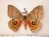  (Automeris manantlanensis - BC-Her0129)  @14 [ ] Copyright (2010) Unspecified Research Collection of Daniel Herbin