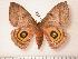  ( - BC-Her0132)  @13 [ ] Copyright (2010) Unspecified Research Collection of Daniel Herbin