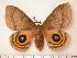  (Automeris daudiana - BC-Her0140)  @14 [ ] Copyright (2010) Unspecified Research Collection of Daniel Herbin