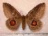  ( - BC-Her0260)  @14 [ ] Copyright (2010) Unspecified Research Collection of Daniel Herbin