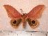  ( - BC-Her0265)  @14 [ ] Copyright (2010) Unspecified Research Collection of Daniel Herbin