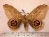  ( - BC-Her0282)  @14 [ ] Copyright (2010) Unspecified Research Collection of Daniel Herbin