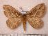  (Pseudodirphia boliviana - BC-Her0033)  @14 [ ] Copyright (2010) Unspecified Research Collection of Daniel Herbin
