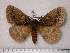  ( - BC-Her0360)  @14 [ ] Copyright (2010) Unspecified Research Collection of Daniel Herbin