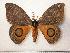  ( - BC-Her0384)  @14 [ ] Copyright (2010) Unspecified Research Collection of Daniel Herbin