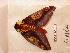  ( - BC-Her0496)  @12 [ ] Copyright (2010) Unspecified Research Collection of Daniel Herbin