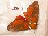  ( - BC-Her0542)  @13 [ ] Copyright (2010) Unspecified Research Collection of Daniel Herbin
