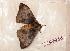  ( - BC-Her0543)  @13 [ ] Copyright (2010) Unspecified Research Collection of Daniel Herbin
