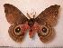  ( - BC-Her0565)  @14 [ ] Copyright (2010) Unspecified Research Collection of Daniel Herbin