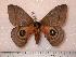  ( - BC-Her0588)  @14 [ ] Copyright (2010) Unspecified Research Collection of Daniel Herbin