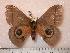  ( - BC-Her0589)  @13 [ ] Copyright (2010) Unspecified Research Collection of Daniel Herbin