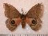  ( - BC-Her0590)  @13 [ ] Copyright (2010) Unspecified Research Collection of Daniel Herbin