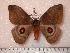  (Hylesia gamelioides - BC-Her0606)  @14 [ ] Copyright (2010) Unspecified Research Collection of Daniel Herbin