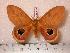  (Pseudautomeris luteata - BC-Her0655)  @14 [ ] Copyright (2010) Unspecified Research Collection of Daniel Herbin