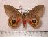  (Automeris peigleri - BC-Her0068)  @14 [ ] Copyright (2010) Unspecified Research Collection of Daniel Herbin