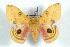  (Automeris pueblensis - BC-Her0818)  @14 [ ] Copyright (2010) Unspecified Research Collection of Daniel Herbin