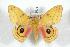  (Automeris melmon - BC-Her0840)  @14 [ ] Copyright (2010) Unspecified Research Collection of Daniel Herbin
