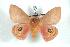  (Automeris mixthena - BC-Her0850)  @14 [ ] Copyright (2010) Unspecified Research Collection of Daniel Herbin