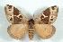  (Dirphia apeggyae - BC-Her0863)  @14 [ ] Copyright (2010) Unspecified Research Collection of Daniel Herbin