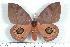  (Automeris oaxacensis - BC-Her0947)  @15 [ ] Copyright (2010) Unspecified Research Collection of Daniel Herbin
