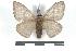 ( - BC-Her0961)  @14 [ ] Copyright (2010) Unspecified Research Collection of Daniel Herbin
