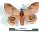  ( - BC-Her0983)  @14 [ ] Copyright (2010) Unspecified Research Collection of Daniel Herbin