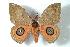  (Automeris banus banuhondurana - BC-Her1219)  @15 [ ] Copyright (2010) Unspecified Research Collection of Daniel Herbin