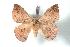  ( - BC-Her1243)  @14 [ ] Copyright (2010) Unspecified Research Collection of Daniel Herbin