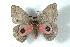  ( - BC-Her1258)  @12 [ ] Copyright (2010) Unspecified Research Collection of Daniel Herbin