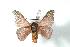  ( - BC-Her1268)  @13 [ ] Copyright (2010) Unspecified Research Collection of Daniel Herbin