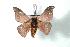  (Hylesia acuta - BC-Her1270)  @15 [ ] Copyright (2010) Unspecified Research Collection of Daniel Herbin