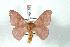  (Hylesia atlantex - BC-Her1283)  @14 [ ] Copyright (2010) Unspecified Research Collection of Daniel Herbin
