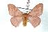  ( - BC-Her1284)  @14 [ ] Copyright (2010) Unspecified Research Collection of Daniel Herbin