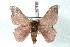  ( - BC-Her1285)  @13 [ ] Copyright (2010) Unspecified Research Collection of Daniel Herbin