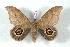  ( - BC-Her1293)  @14 [ ] Copyright (2010) Unspecified Research Collection of Daniel Herbin
