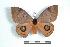  ( - BC-Her1114)  @14 [ ] Copyright (2010) Unspecified Research Collection of Daniel Herbin