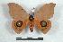  (Automeris andensis - BC-Her1178)  @14 [ ] Copyright (2010) Unspecified Research Collection of Daniel Herbin