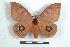  ( - BC-Her1184)  @14 [ ] Copyright (2010) Unspecified Research Collection of Daniel Herbin