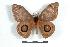  ( - BC-Her1187)  @13 [ ] Copyright (2010) Unspecified Research Collection of Daniel Herbin