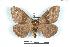  (Dirphia lapaziana - BC-Her1304)  @15 [ ] Copyright (2010) Unspecified Research Collection of Daniel Herbin
