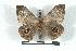  ( - BC-Her1315)  @14 [ ] Copyright (2010) Unspecified Research Collection of Daniel Herbin