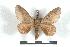  ( - BC-Her1318)  @14 [ ] Copyright (2010) Unspecified Research Collection of Daniel Herbin