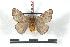  (Hylesia alticola - BC-Her1353)  @14 [ ] Copyright (2010) Unspecified Research Collection of Daniel Herbin