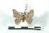  (Hylesia falcifera falcmisionex - BC-Her1354)  @14 [ ] Copyright (2010) Unspecified Research Collection of Daniel Herbin