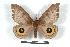  ( - BC-Her1406)  @13 [ ] Copyright (2010) Unspecified Research Collection of Daniel Herbin