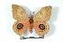  ( - BC-Her1429)  @14 [ ] Copyright (2010) Unspecified Research Collection of Daniel Herbin