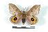  ( - BC-Her1431)  @14 [ ] Copyright (2010) Unspecified Research Collection of Daniel Herbin