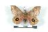  ( - BC-Her1433)  @13 [ ] Copyright (2010) Unspecified Research Collection of Daniel Herbin