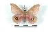  ( - BC-Her1439)  @14 [ ] Copyright (2010) Unspecified Research Collection of Daniel Herbin